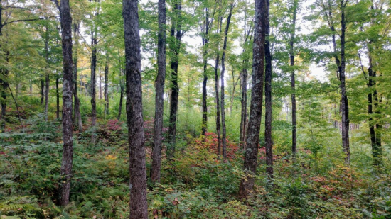woods.jpg